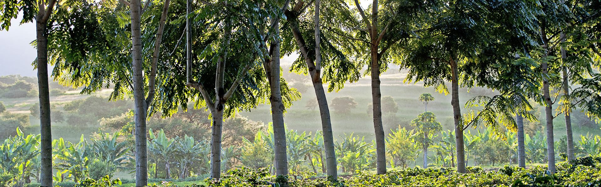 How Trees Affect the Quality of Our Coffee