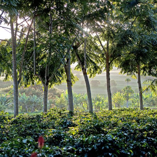 How Trees Affect the Quality of Our Coffee