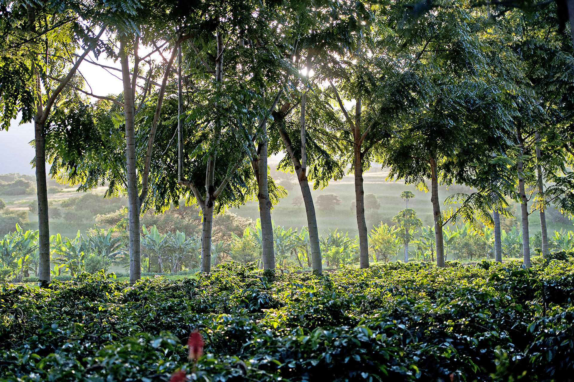 How Trees Affect the Quality of Our Coffee