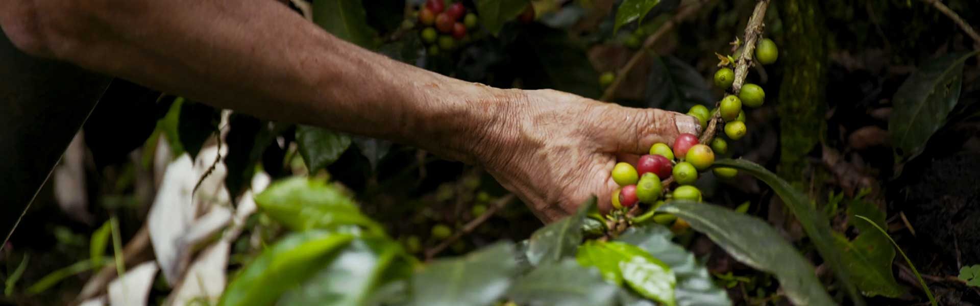6 Fascinating Facts About Coffee Harvesting