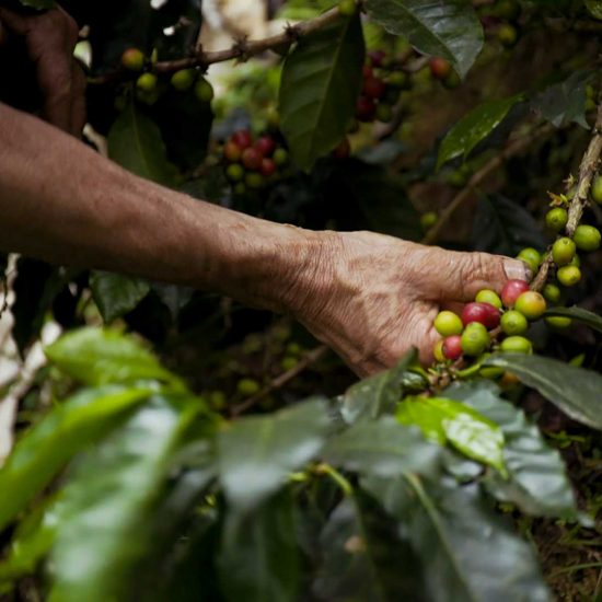 6 Fascinating Facts About Coffee Harvesting