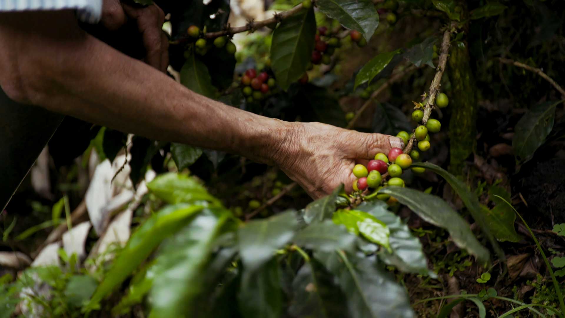 6 Fascinating Facts About Coffee Harvesting