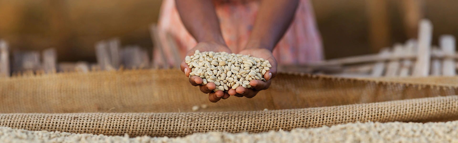 The Secret to Growing Great Coffee in Ethiopia