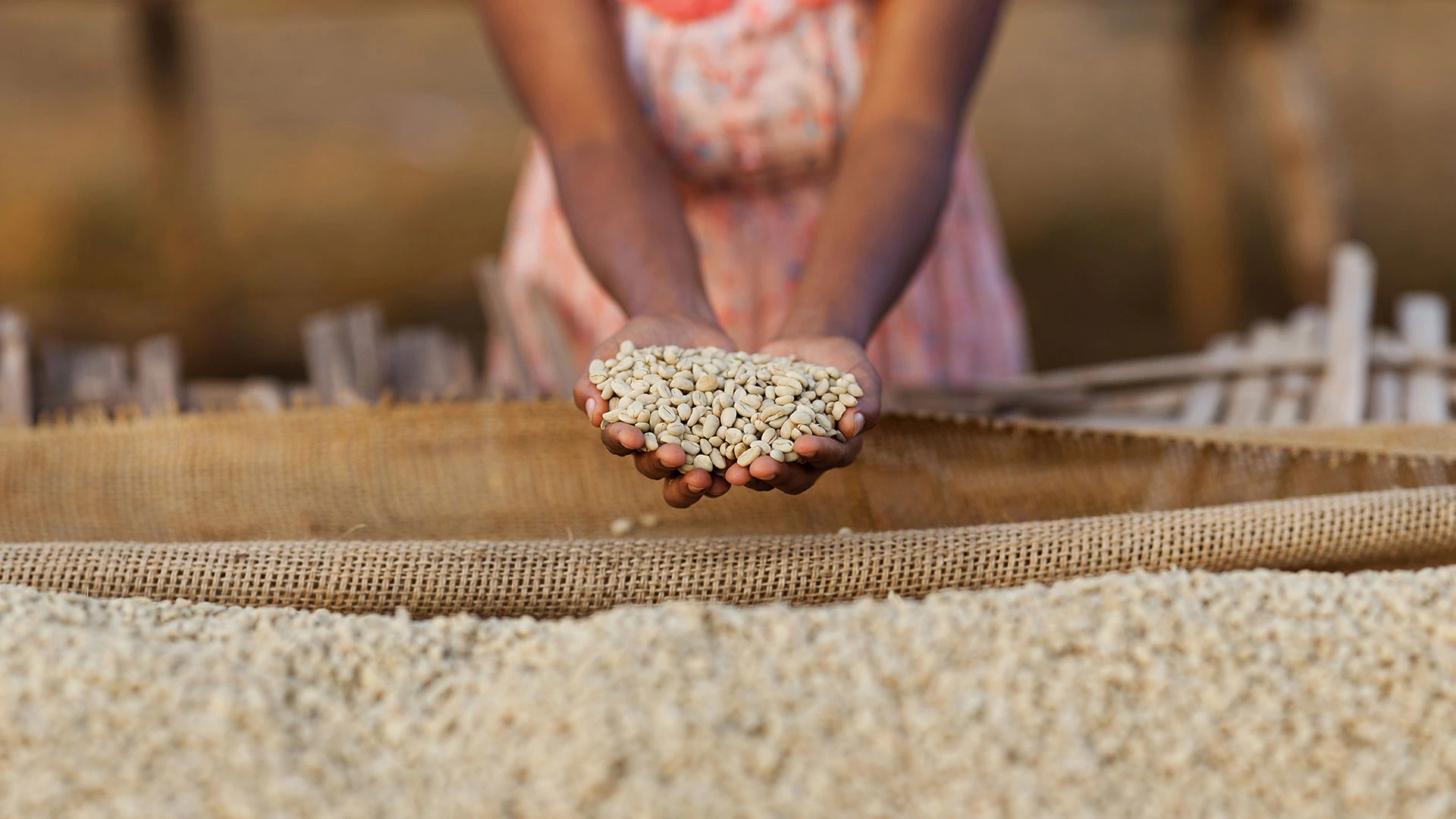 The Secret to Growing Great Coffee in Ethiopia