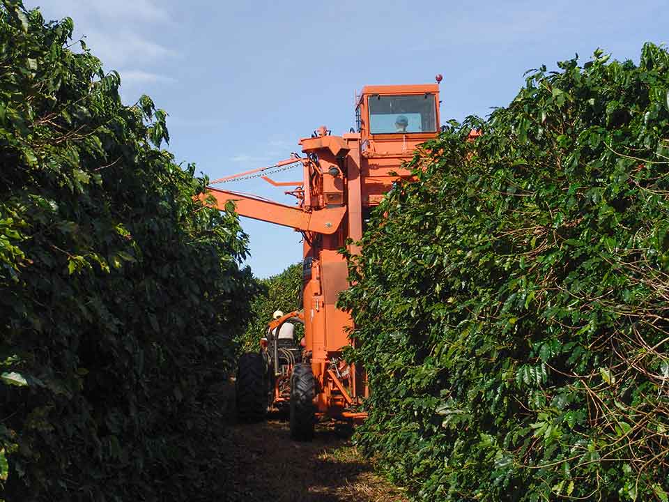 Brazil Coffee Harvesting