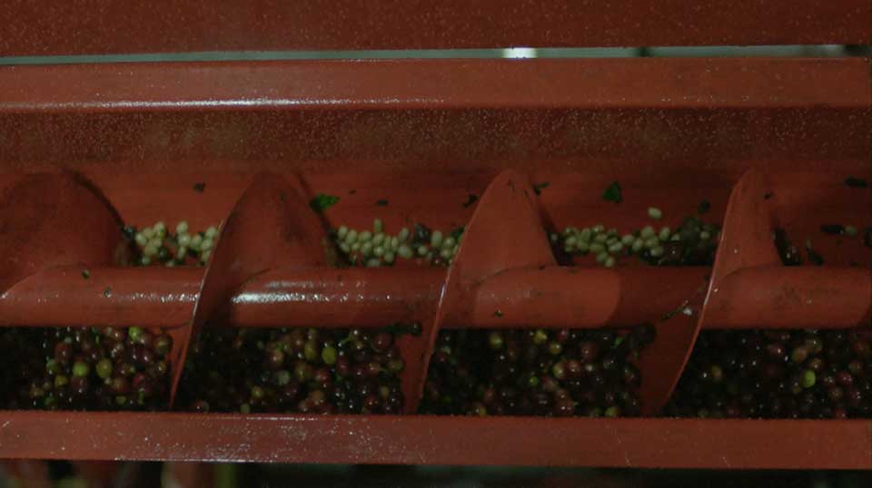 De-Pulping Coffee Cherries