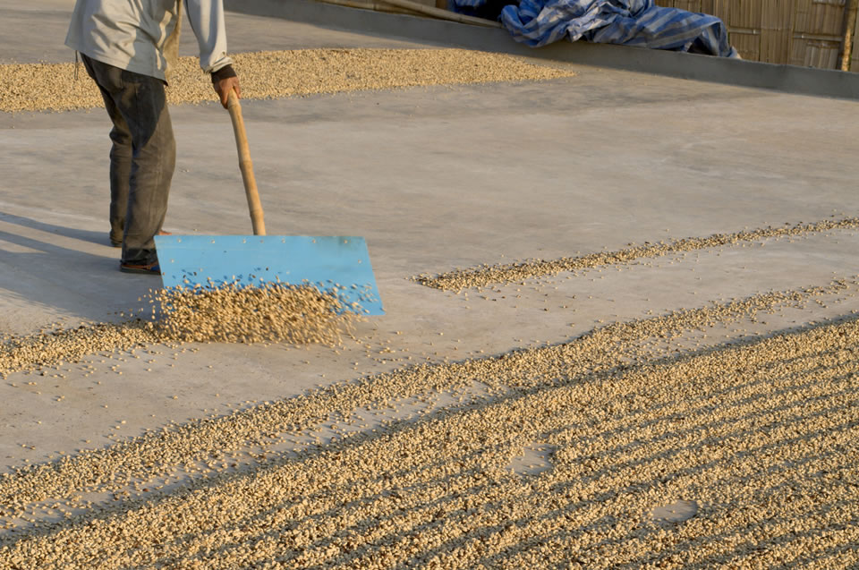 Drying Coffee Beans