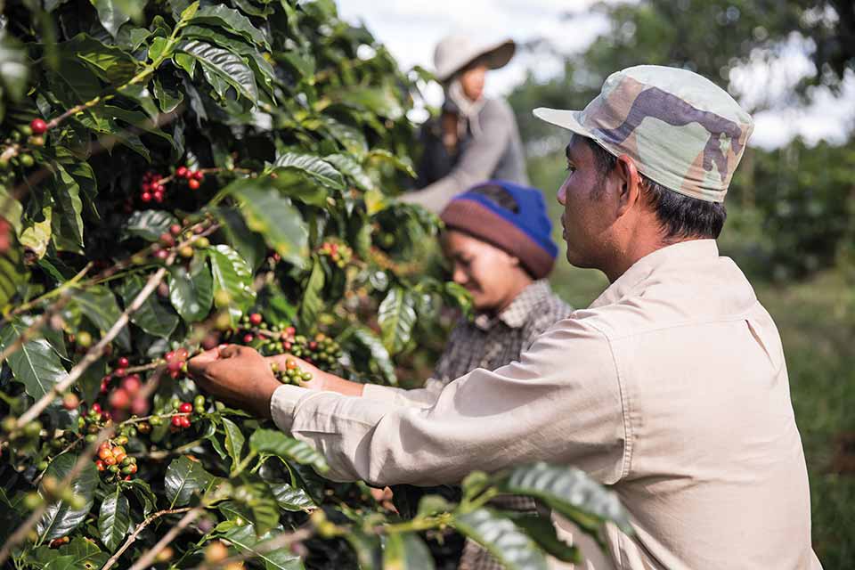 Hand Harvesting Coffee Beans