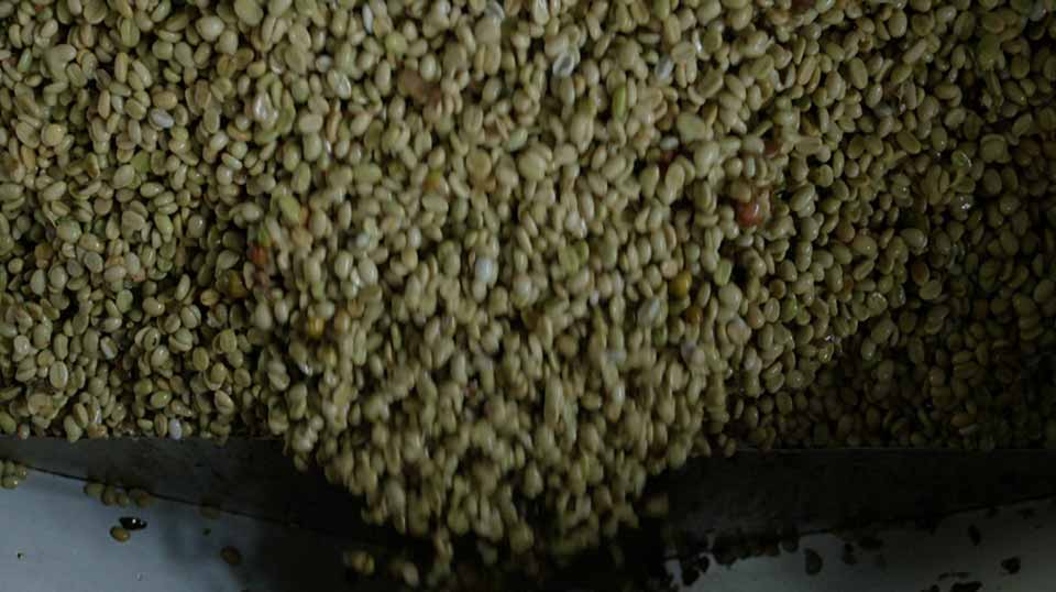 Fermenting Coffee Beans