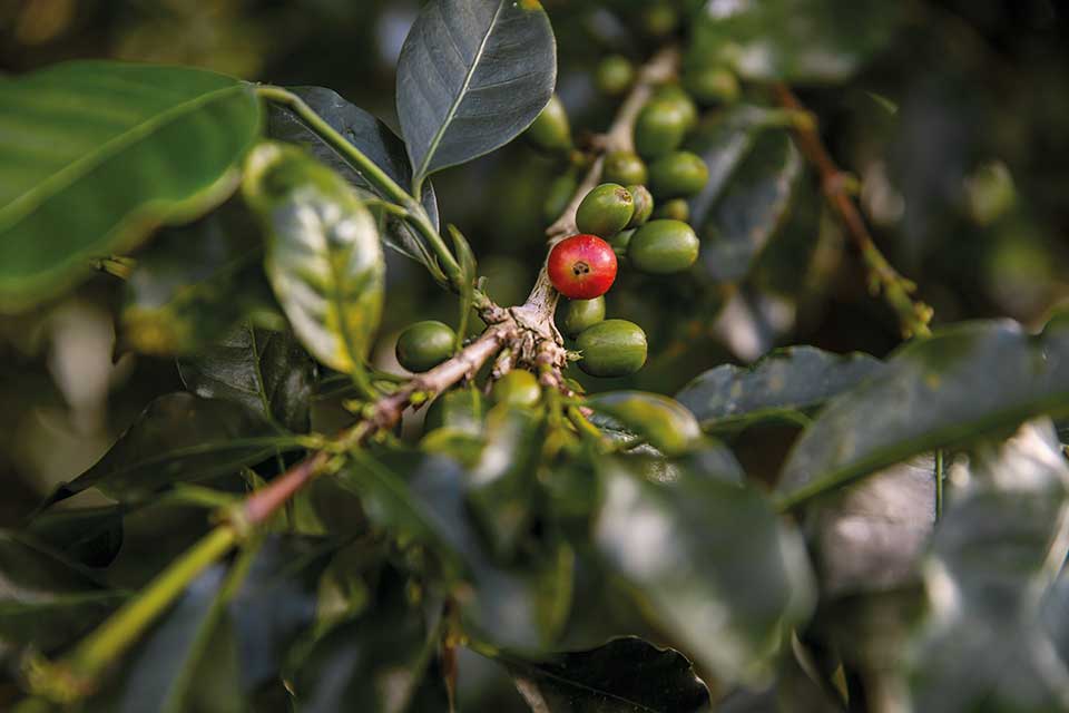 Ripe Coffee Cherries