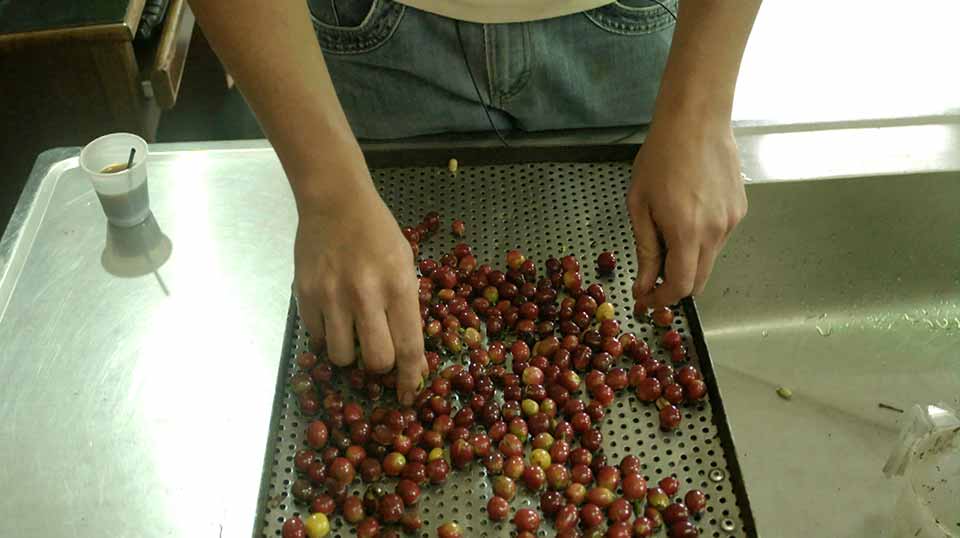 Coffee Cherry Inspection