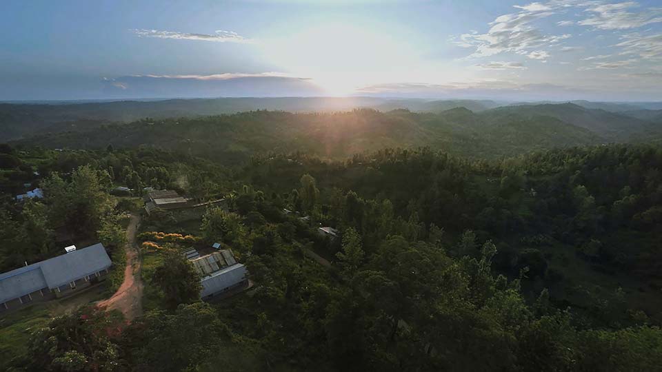 Kenyan Coffee Harvests