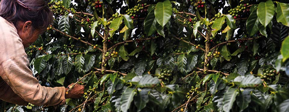 Coffee Harvesting - Stripping