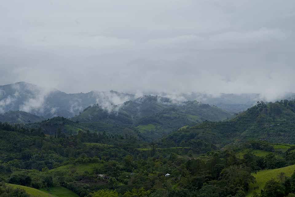 Coffee Harvesting Weather