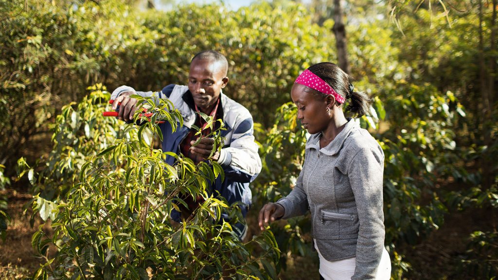 Pruning Coffee